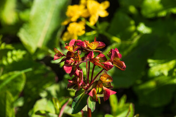 Yellow flower plants of western Sichuan Plateau, Sichuan, China