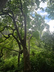 Iao Valley Tree