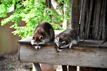 Duo de ratons