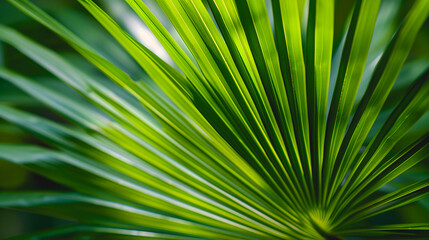 Fototapeta premium Une large feuille de palmier verte avec des nervures visibles.
