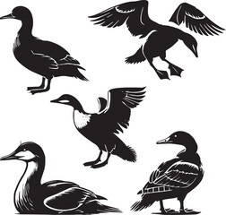 silhouette set of common eider sitting poses black and white , 