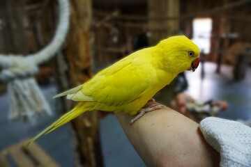 Yellow parrot