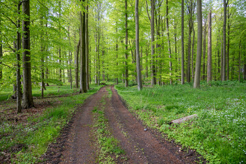 Waldweg im Frühling, Schleswig-Holstein, Deutschland