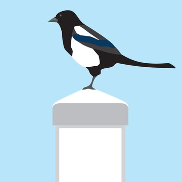 Magpie on Fence Post