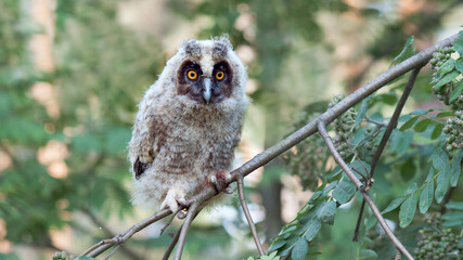 great horned owl