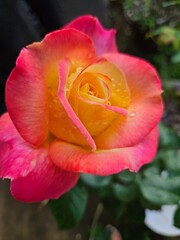 Yellow n pink rose