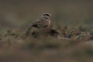 Ashy crowned sparrow lark standing on the ground. Bird background.