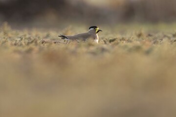 Yellow wattled lapwing on the ground. Bird background.
