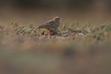 Lark standing on the ground. Bird background. Selective focus.