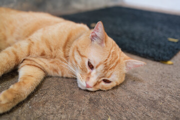 Cute orange cat lying down on the floor