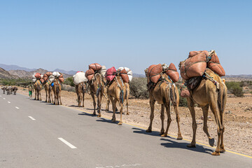 Camel caravan carrying salt from the Danakil depression in northern Ethiopia