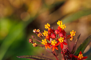 夕焼けと唐綿の花