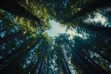 A spring forest comes alive as the setting sun filters through the leaves and branches, highlighting concepts of nature, forestry, habitat, environment, and sustainability.