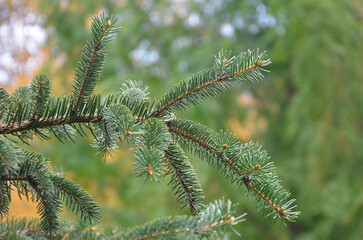 close up of  Fraser Fir branches with needles.