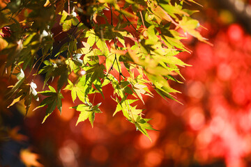 紅葉　秋イメージ
