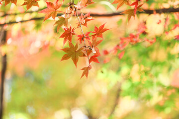紅葉　秋イメージ
