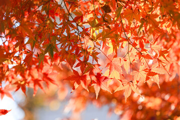 紅葉　秋イメージ