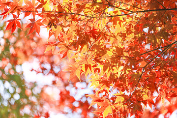 紅葉　秋イメージ