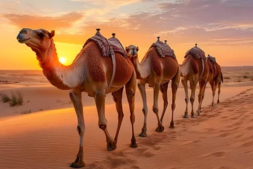 Selbstklebende Fototapeten Dromedary camels walking in desert sand dunes at sunset © Prasanth