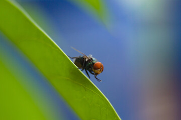 Big green fly on a leaf