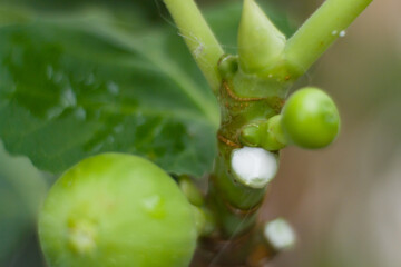 White sap from fig tree trunk