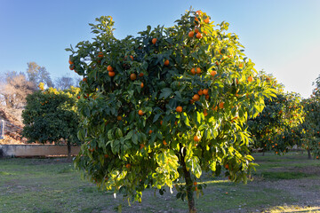 Fototapeta premium orange trees