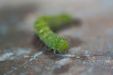 Green caterpillar with lots of spines