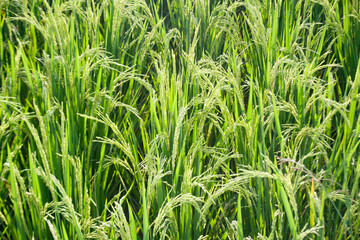 Rice plants in the fields