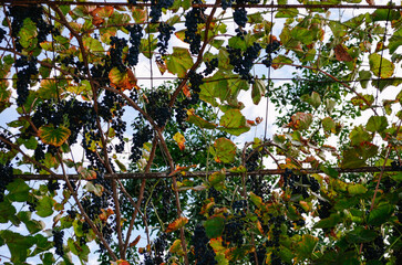 Bunches of Dark Grapes Ready for Harvest