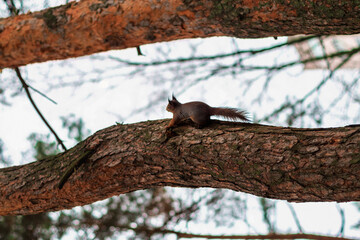 squirrel running up a tree trunk