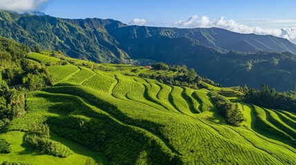 Obraz premium 81.High-angle aerial view of Cha Gorreana tea plantation in Sao Miguel, capturing the distinct curves of the lush green tea rows; neatly aligned terraces follow the natural contours of the hillside,