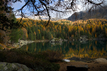 Fototapeta premium An autumn view of Val da Camp at Lago da Saoseo, Graubünden (Bernina Mountains), with golden larches and a vivid blue sky.