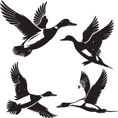 Northern pintail flying poses, black and white duck illustration