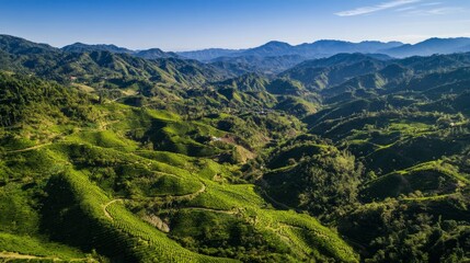 Obraz premium 84.Drone perspective over Cha Gorreana tea fields, capturing the uniform yet undulating rows of tea plants that cascade down the hills; the rich green tones of the plantation against the earthy