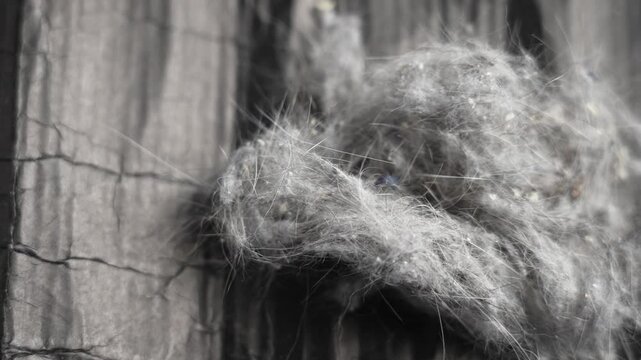 Falling collected vacuum cleaner dust and lint clump on a textured black paper surface. Tangled mass of fine gray fibers