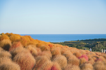 茨城　秋のコキア畑（ひたち海浜公園）