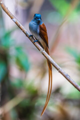 Beautiful  Asian Paradise-Flycatcher  bird on the branches.