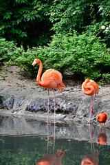 Flamants roses