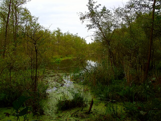 Sumpfgebiet in der Uckermark im Herbst