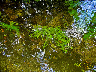 Sumpfgebiet in der Uckermark im Herbst