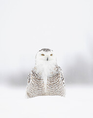 Snowy owl female standing in middle of a snow covered field in a blizzard in Ottawa, Canada