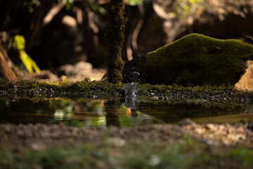 A red vented bulbul bathing in a pond 