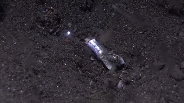 A cone snail and a crab are eating a fish
