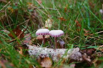 mushroom in the forest