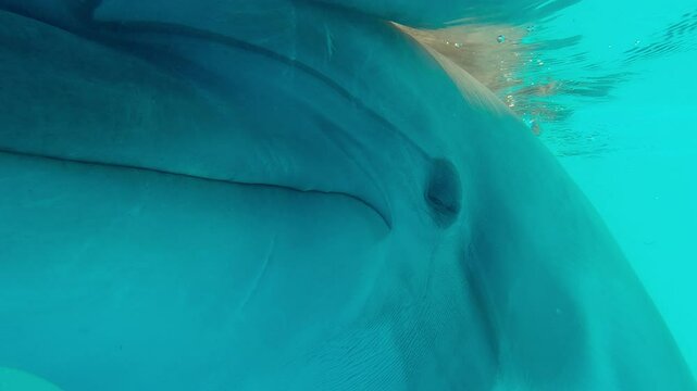 Close up portrait of young Bottlenose Dolphin posing on camera, looking curiously into the lens in the rays of morning sunlight - Slow motion