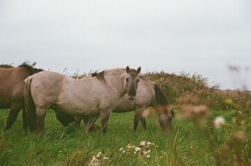 horse in the meadow