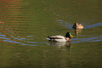 水辺で泳ぐマガモ