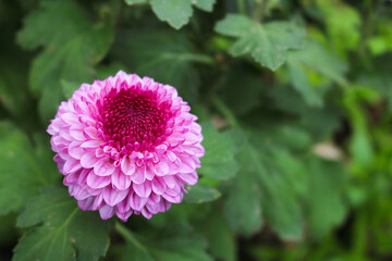 Close up of Dahlia flower in the garden