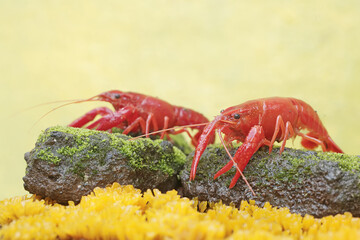 Two freshwater crayfish are hunting for prey on moss growing on the riverbank. This aquatic animal has the scientific name Cherax quadricarinatus.