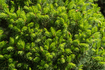 Bright green young short needles as texture for design.